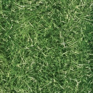 DIgital Satin Series